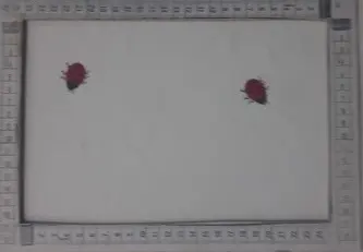 Beyaz Baskılı Likralı Polyester Yerli Dantel Şifon · 150 cm