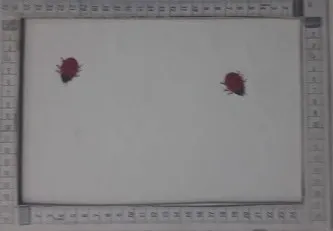 Beyaz Baskılı Likralı Polyester Yerli Dantel Şifon · 150 cm